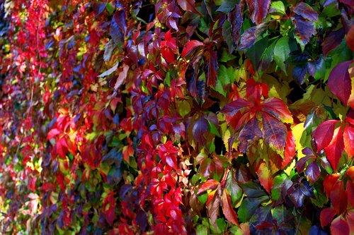 leaves  autumn  forest