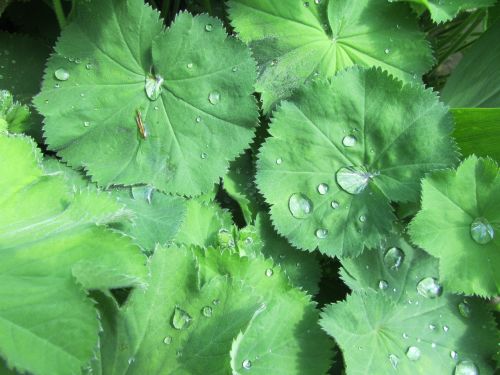 leaves green water