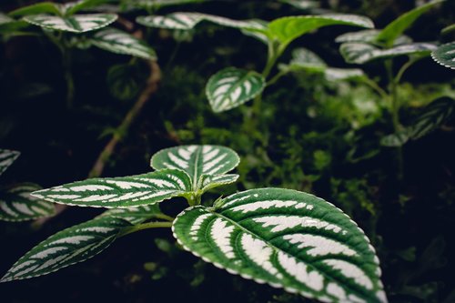 leaves  green  nature