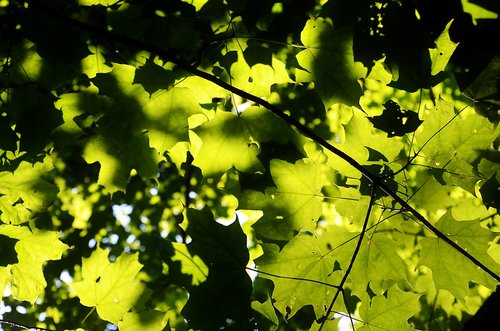 leaves  forest  nature