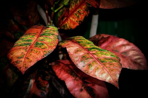 leaves plant nature