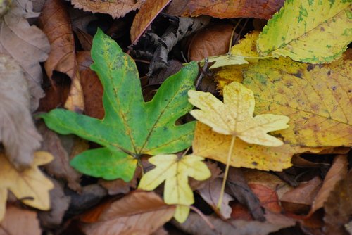 leaves  field maple  autumn