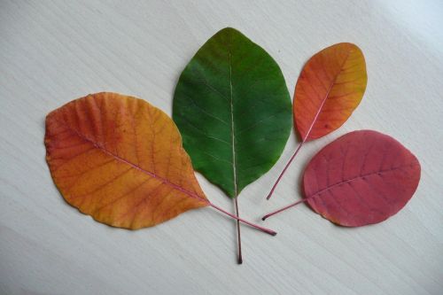 leaves fall foliage color