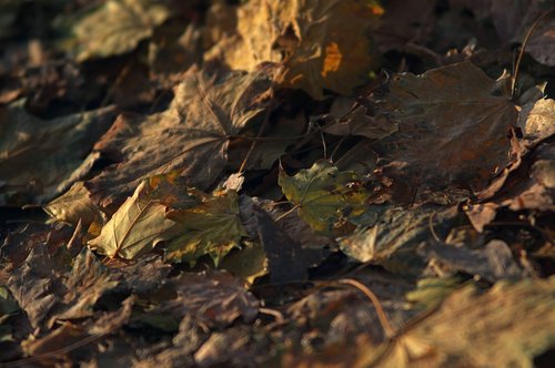 leaves  autumn  forest