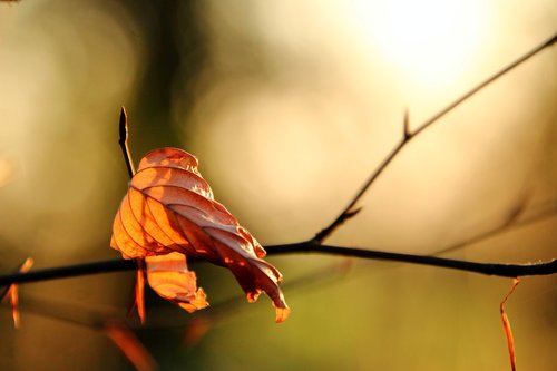 leaves  backlighting  autumn
