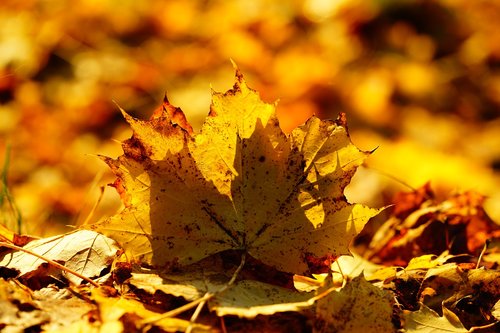 leaves  fall foliage  maple leaf