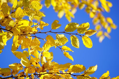 leaves  fall color  fall foliage