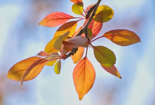 leaves  spring  light