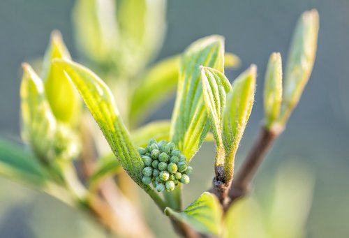 leaves  plant  green