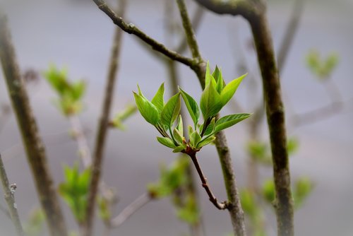 leaves  green  lilac tree buds