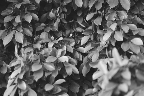 leaves  plant  foliage