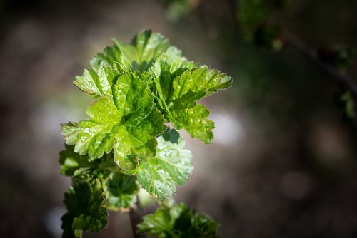 leaves  shoots  green