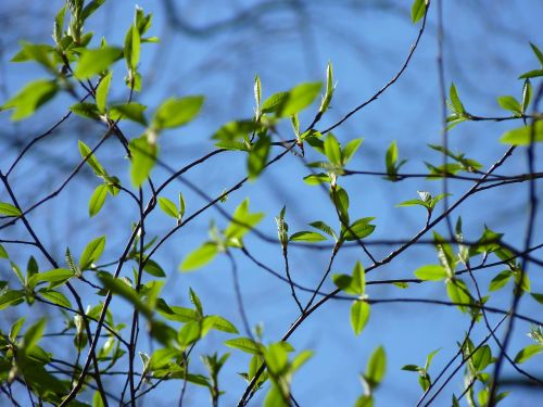 leaves sky spring