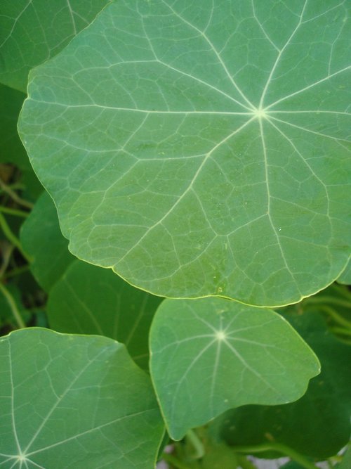 leaves  nasturtium  simply