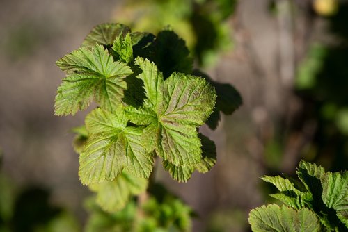 leaves  green  spring