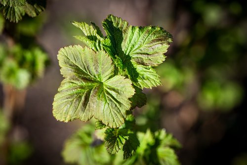 leaves  branch  bush