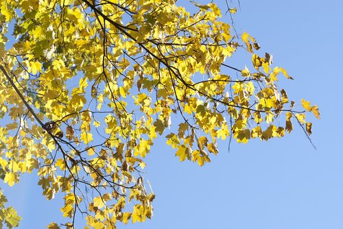 leaves  autumn  forest