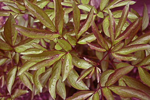 leaves  plant  green