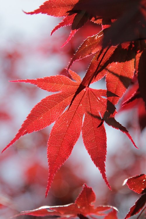 leaves  red  acer