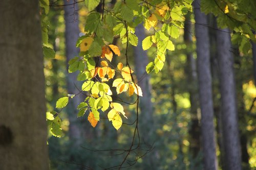 leaves  sun  lichtspiel