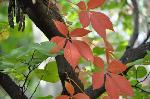 leaves  tree  autumn