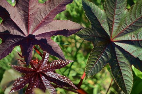 leaves purple green