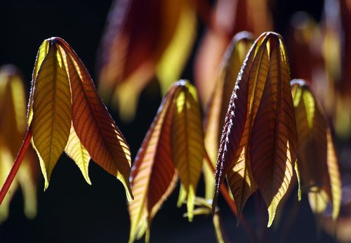 leaves  chestnut  nature
