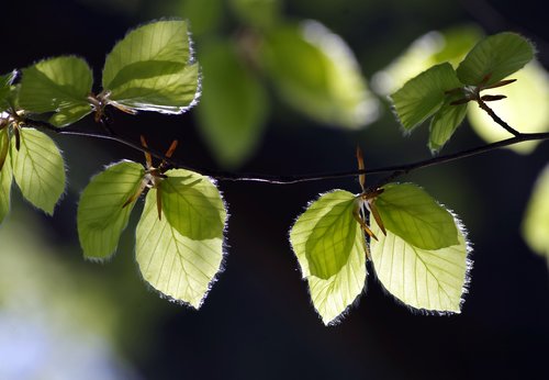 leaves  branch  fresh