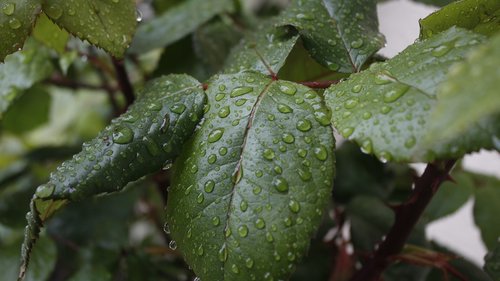 leaves  rosebush  water