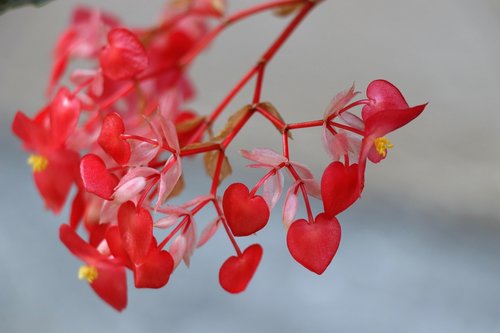 leaves  heart  red