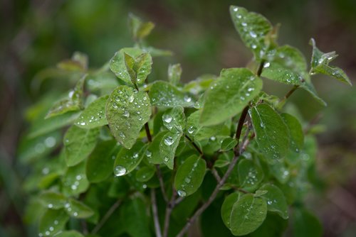 leaves  green  drop of water