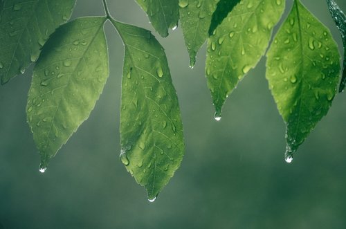 leaves  drip  rain