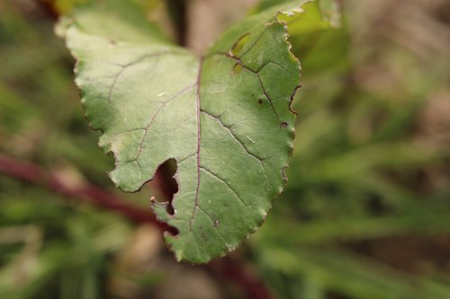 leaves  leaf  plant