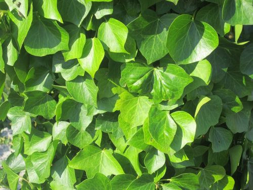 leaves vegetation nature