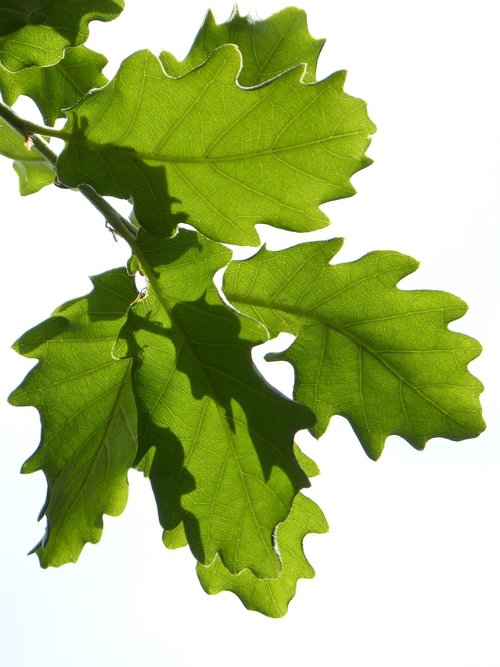 leaves  oak  translucent
