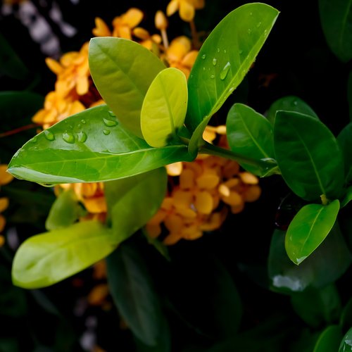 leaves  dew  osiris