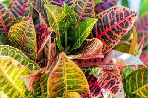 leaves  color  plant