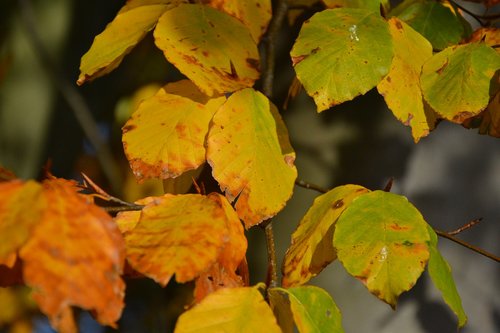 leaves  autumn  yellow