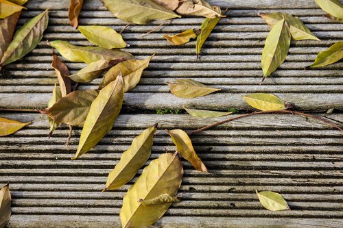 leaves  wooden  autumn