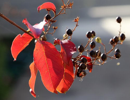 leaves  seeds  branch