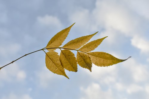 leaves  blue  sky