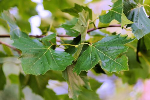 leaves branches canopy