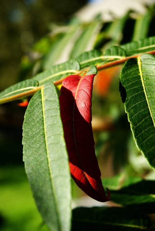 leaves tree red