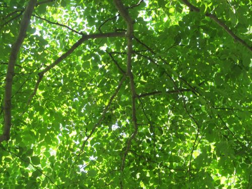 leaves arboretum deciduous