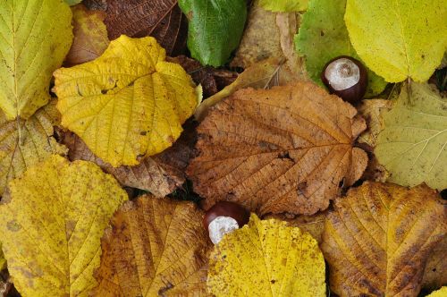leaves autumn chestnut