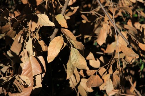 leaves autumn fall foliage