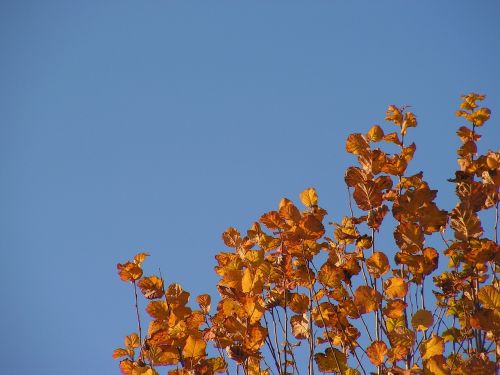 leaves autumn foliage