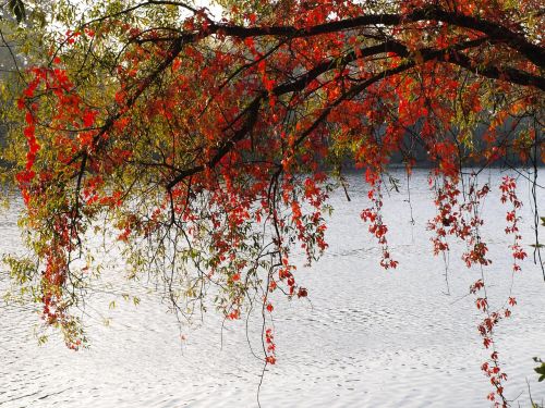 leaves red colorful