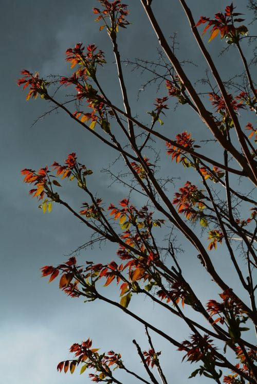 leaves clouds sky