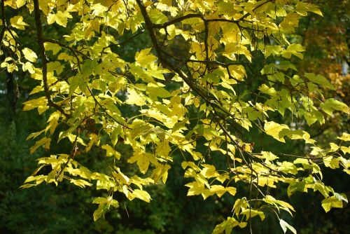 leaves branch tree